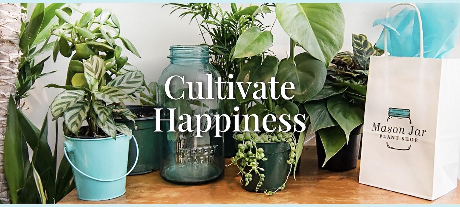 Mason Jar Plant Shop Kalamazoo Houseplants, gifts, and more!