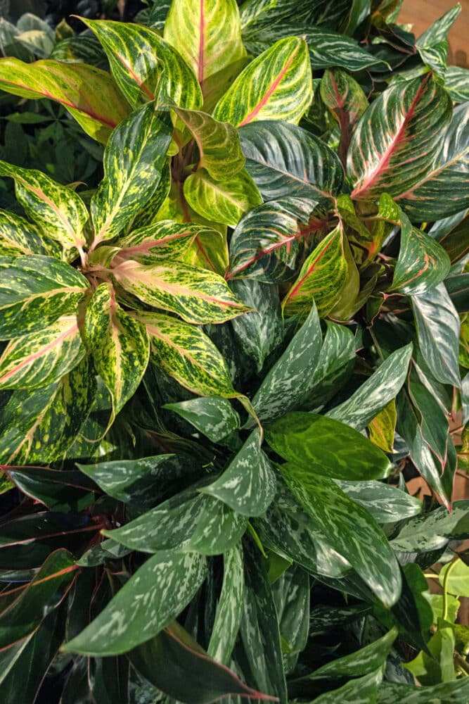 closeup of leafy plant